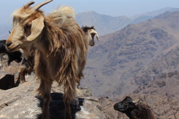 Jebel Toubkal Ascent