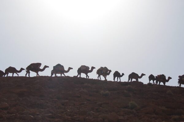 Aït ‘Atta Tribe Transhumance Trek