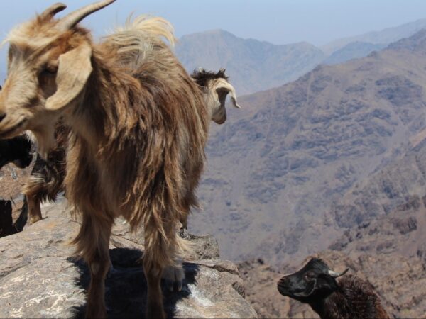 Jebel Toubkal Ascent