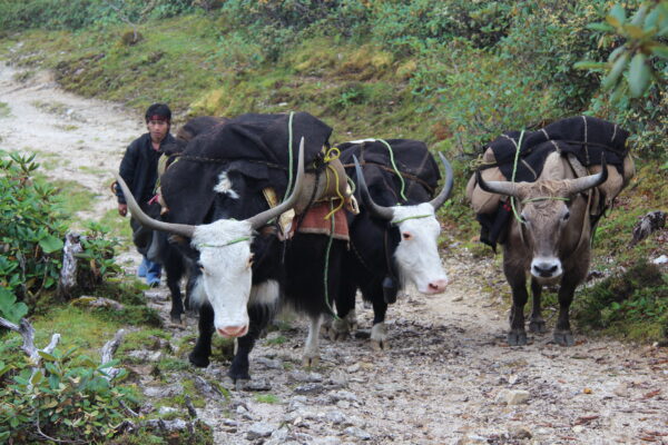 The Yak Herders’ Trail: Trekking In The Eastern Himalaya