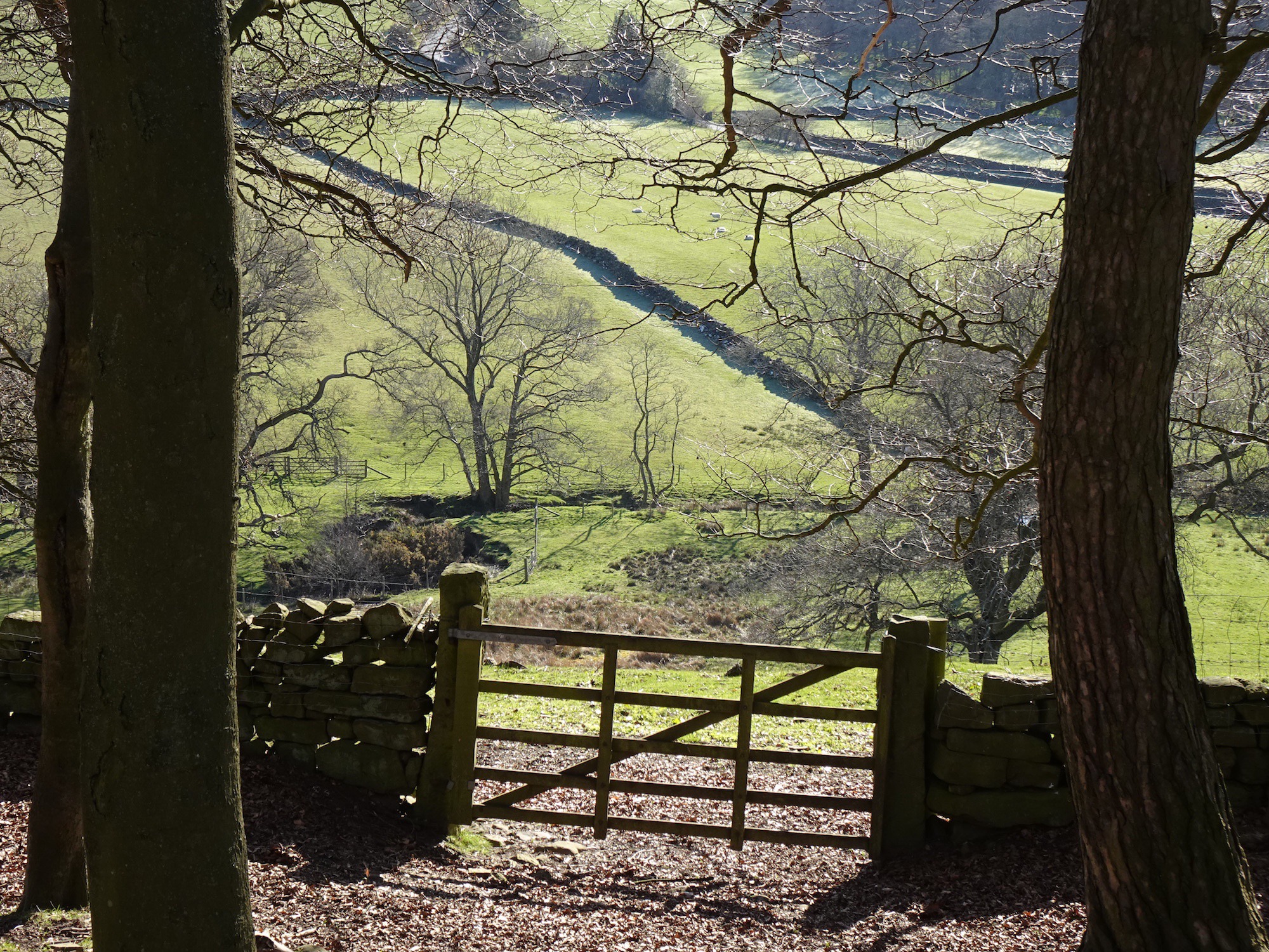 Across Hograh Moor